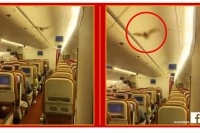 Шишмиш изазвао панику у авиону „Ер Индије“ на лету за САД
