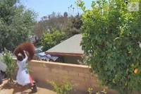 Калифорнија: Дјевојка гурнула рукама мечку да би спасла псе VIDEO