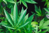 "Амазон" легализује марихуану