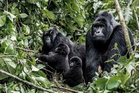 Studija: Veliki majmuni izgubiće 90 odsto staništa u Africi