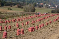 Крај злоупотребама и шанса за бољи пласман рогатичког кромпира