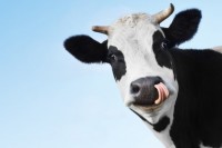 Grom ubio dvije krave: Vlasnik ih pokušao spasiti zakopavajući ih u zemlju