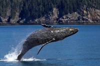 Ловца на јастоге прогутао грбави кит па испљунуо