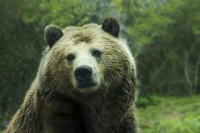 Ubijen medvjed u bazi Japanske avijacije