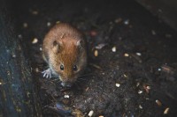  U Australiji „izumrla" vrsta miša pronađena na ostrvima