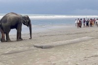 Слонови спасени из Бенгалског залива