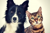 Доказано да се пси и мачке могу заразити корона вирусом
