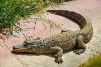 Залутали крокодил прошетао улицама и двориштима на југу Индије