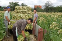 Порези посвађали дуванаре и УИО