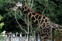 Beogradski zoološki vrta osnovan prije 85 godina