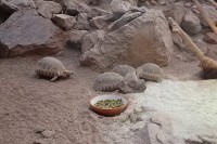 Umro najstariji stanovnik Šenbruna - kornjača Šurli
