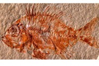 У Мексику пронађен фосил рибе стар 95 милиона година