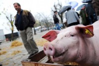 Расте производња свиња у Републици Српској