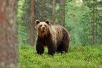 Аљаска: Човјек спашен након седмодневне борбе са медвједом
