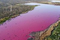 Sporni otpad obojio Lagunu Korfo u ružičasto
