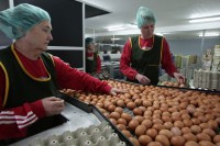 Увозна јаја гасе домаће фарме