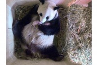 Џиновска панда окотила близанце у зоолошком врту у Француској