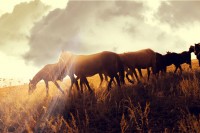 Od suše uginuli konji u stepi kazahstanskog poluostrva