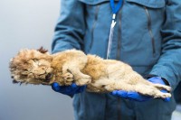 U Sibiru pronađen smrznuti pećinski lav star 28.000 godina