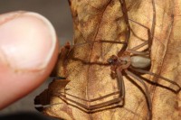 Ибица: Отровни паук ујео туристу, ампутираће му два прста