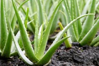 Aloe vera značajno pomaže u njegovanju kose i kože