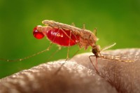Biološki inženjeri pronašli rješenje protiv malarije?