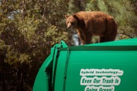 Nevada: Turista podnio tužbu zbog medvjeda u kontejneru