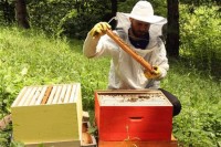 Završena izuzetno loša pčelarska sezona