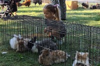 Otvorena izložba sitnih životinja u Doboju