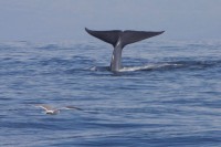 Плави китови се након 40 година вратили на шпанску обалу