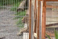 Леопард напао и тешко повриједио жену током фотографисања у уточишту за животиње у Њемачкој