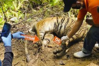 Три суматранска тигра угинула након што су ухваћена у замку