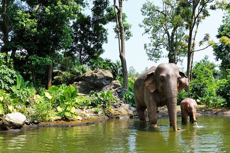 Slonovi na jezeru za vrijeme ljeta u Kini