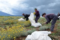 Потражња за чајевима никада није била већа: Онлајн дијагнозе “побрале” љековито биље