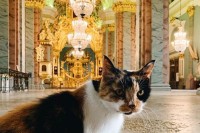 Uginula Kapitolina - glavna mačka Petropavlovske tvrđave