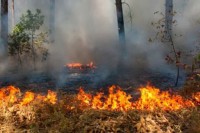 Ватра захватила пет хектара у националном парку код Кладова