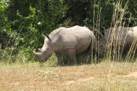 Уганда спашава угрожену врсту носорога с руба изумирања