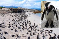 Roj pčela usmrtio 63 afrička pingvina u Južnoj Africi