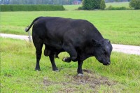 Policija u Sloveniji upucala odbjeglog bika