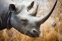 Индија: На Свјетски дан носорога спалили 2.500 старих рогова