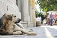 Комуналној полицији стижу бројне пријаве: Власнички пси нападају чешће од луталица