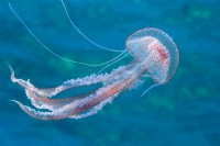 Hrvatski istraživači kod Trogira pronašli meduzu dosad neviđenih razmjera