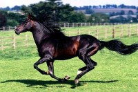 Најскупљи коњ из БиХ продат је за чак 350.000 еура, сада се такмичи у Аустралији