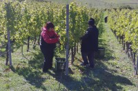 Počela berba grožđa u Carskim vinogradima