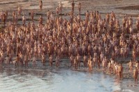 Фотограф Спенсер Таник упозорава на нестајање Мртвог мора