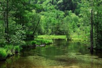 Густа шума строгих правила у јапанским парковима