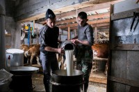 Visoke cijene stočne hrane potapaju mljekare