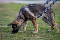 Austrijska vojska obučila dva psa za otkrivanje virusa korona