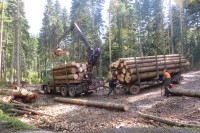 Производња шумских сортимената у Српској пала за 5,2 одсто