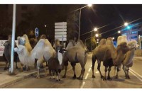 Камиле и лама побјегле из циркуса, па прошетале улицама Мадрида